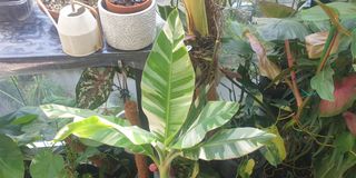 (Category: ) located in . Submitted by nk5757 (Listing ID 1153040248, Image 1). Description: .