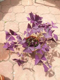 (Category: ) located in . Submitted by pauletarvind (Listing ID 1153069899, Image 1). Description: .