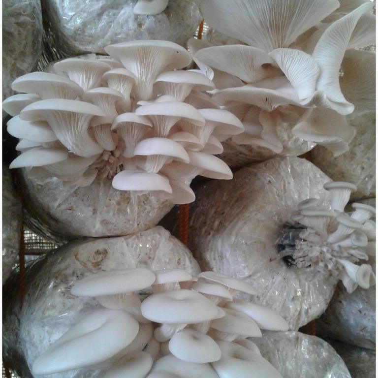 Oyster Mushroom Fruiting Bag Plant Grow Starter Kit, Furniture & Home