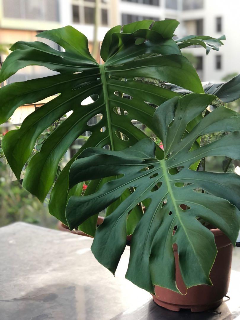 Plant, Furniture & Home Living, Gardening, Plants & Seeds on Carousell