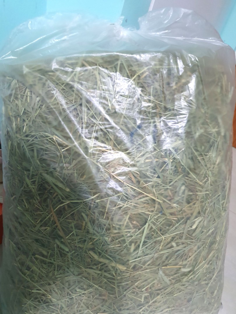 1st cut Timothy oxbow hay, Pet Supplies, Pet Food on Carousell