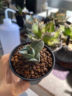 （分類：）位於 。 由 agaves.pot 提交（商品編號 1153159891，圖片 1）。簡介： 。