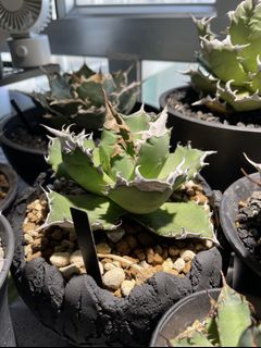 （分類：）位於 。 由 agaves.pot 提交（商品編號 1153159221，圖片 1）。簡介： 。