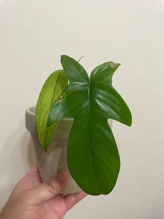 （分類：）位於 。 由 plantco 提交（商品編號 1153294581，圖片 1）。簡介： 。
