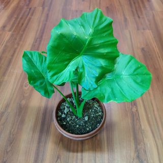 (Category: ) located in . Submitted by naturlink (Listing ID 1153263290, Image 1). Description: .