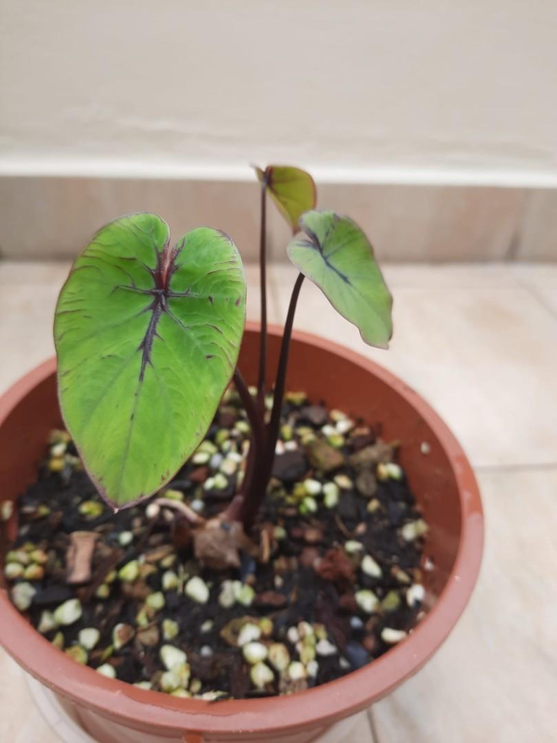Colocasia Pharaoh's Mask (Category: Plants & Seeds) located in Singapore. Submitted by haciendahaus (Listing ID 1153249079, Image 1). Description: Not from tc, from my mother plant..