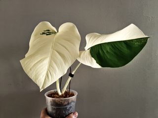 (Category: ) located in . Submitted by botanico_ (Listing ID 1153178522, Image 1). Description: .