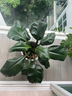 (Category: ) located in . Submitted by colibri (Listing ID 1153196382, Image 1). Description: .