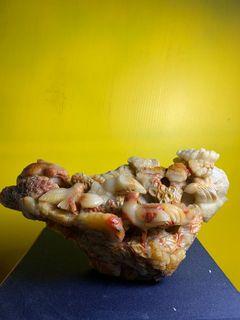 壽山芙蓉石 收集 精品