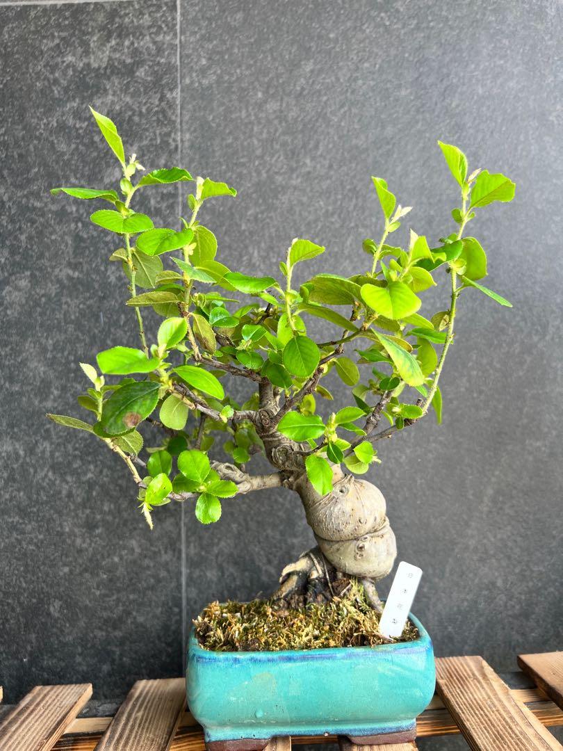 盆栽 花梨 樹高 約16cm かりん Pseudocydonia sinensis カリン バラ科