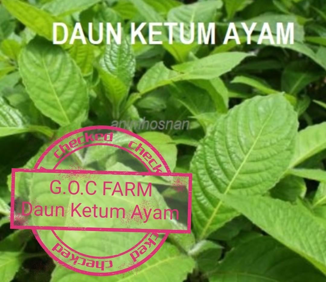 Ketum ayam daun Warisan Petani: