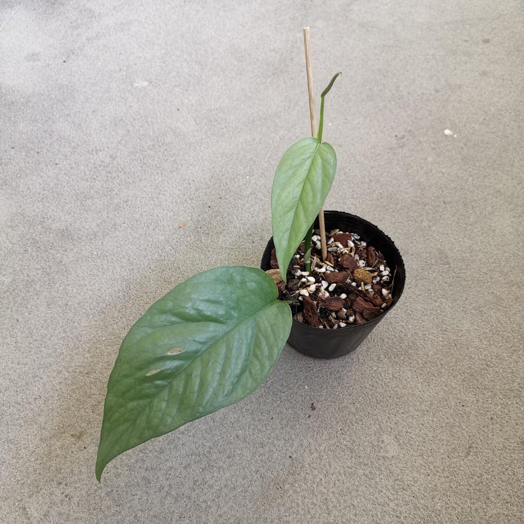 Uncommon : Epipremnum Pinnatum Yellow Flame, Furniture & Home Living,  Gardening, Plants & Seeds on Carousell