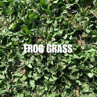 FROG GRASS ‼️‼️‼️