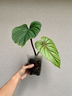 (Category: ) located in . Submitted by smallplantsonly (Listing ID 1153467060, Image 1). Description: .