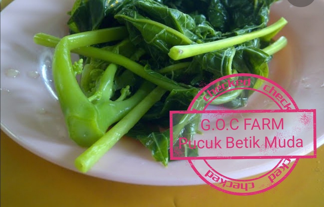 Pucuk Betik, Furniture & Home Living, Gardening, Plants & Seeds On 