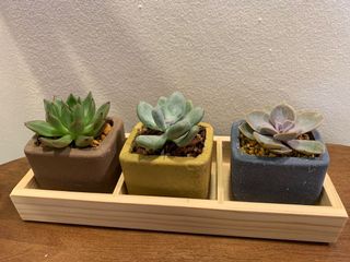 (Category: ) located in . Submitted by greenfinger1221 (Listing ID 1153387206, Image 1). Description: .