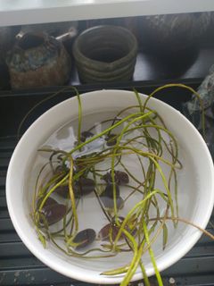 (Category: ) located in . Submitted by chungheon (Listing ID 1153424570, Image 1). Description: .
