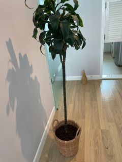 （分類：）位於 。 由 lauramw 提交（商品編號 1153630789，圖片 1）。簡介： 。