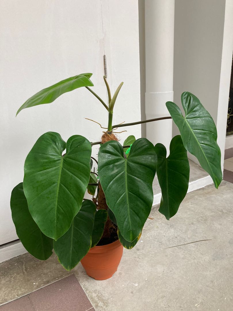 Philo Rugosum Large Philodendron Rugosum, Furniture & Home Living, Gardening, Plants ...