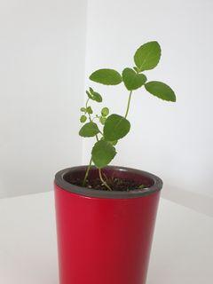 Mint Plant with small self watering pot