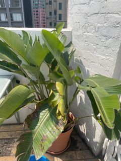 （分類：）位於 。 由 lauramw 提交（商品編號 1153673796，圖片 1）。簡介： 。