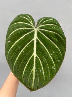 (Category: ) located in . Submitted by plantscycle (Listing ID 1153660537, Image 1). Description: .