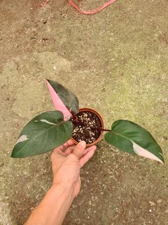(Category: ) located in . Submitted by hortiman (Listing ID 1153585755, Image 1). Description: .