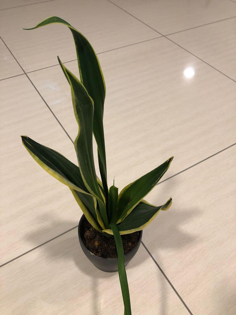 Snake plant + ikea pot new, Hobbies & Toys, Stationery & Craft, Flowers