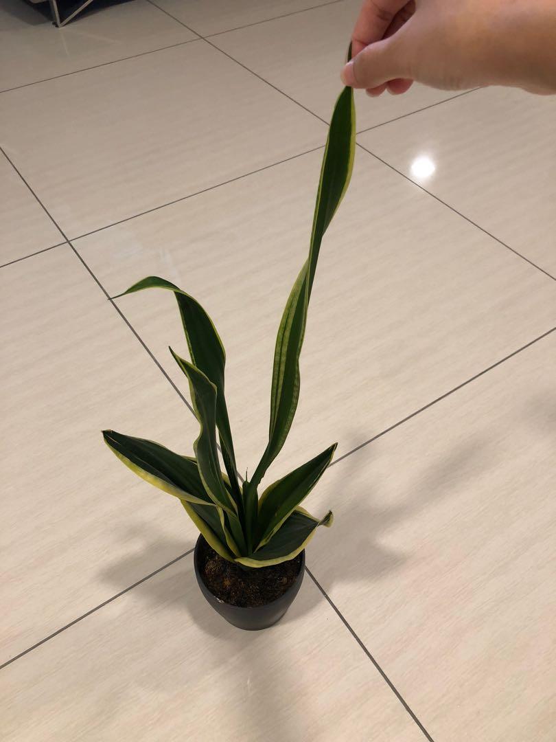 Snake plant + ikea pot new, Hobbies & Toys, Stationery & Craft, Flowers