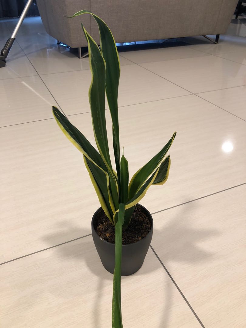 Snake plant + ikea pot new, Hobbies & Toys, Stationery & Craft, Flowers