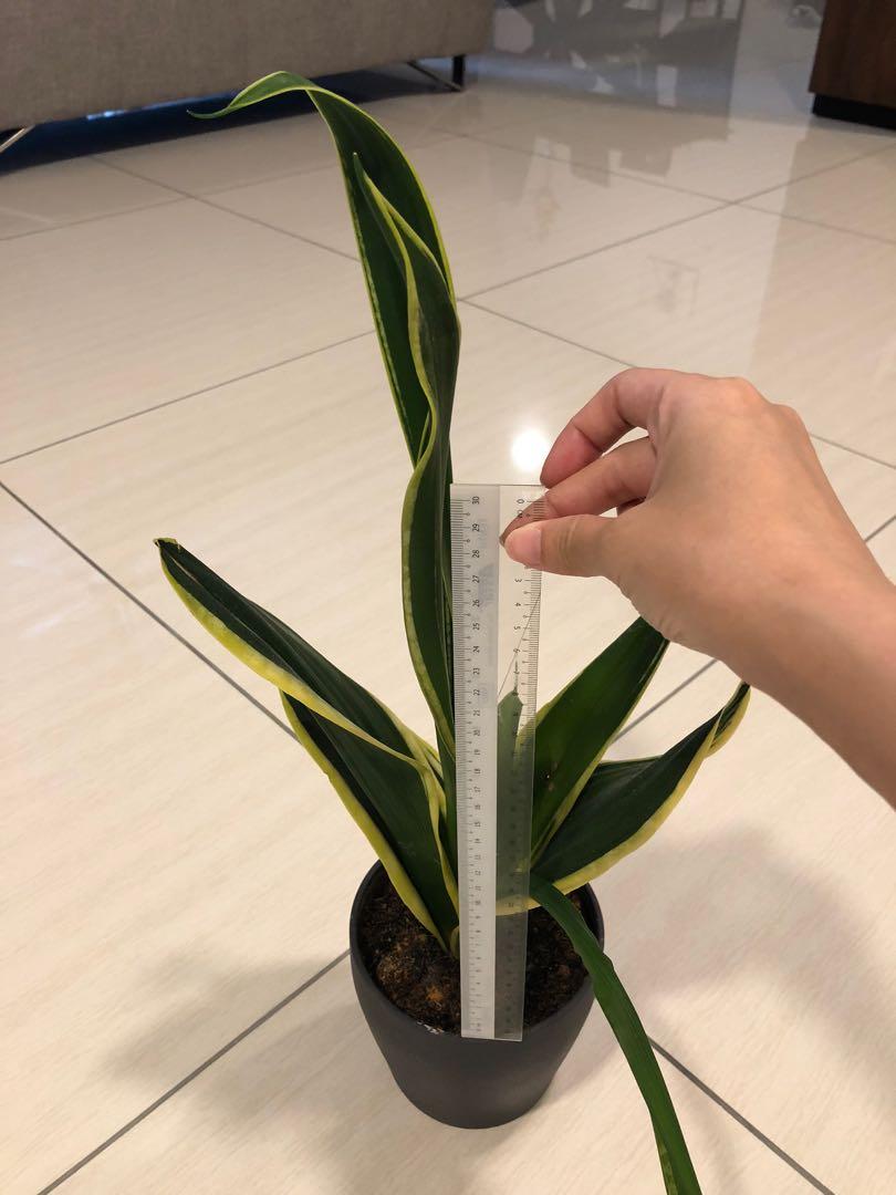 Snake plant + ikea pot new, Hobbies & Toys, Stationery & Craft, Flowers