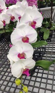 Taiwan orchids imported