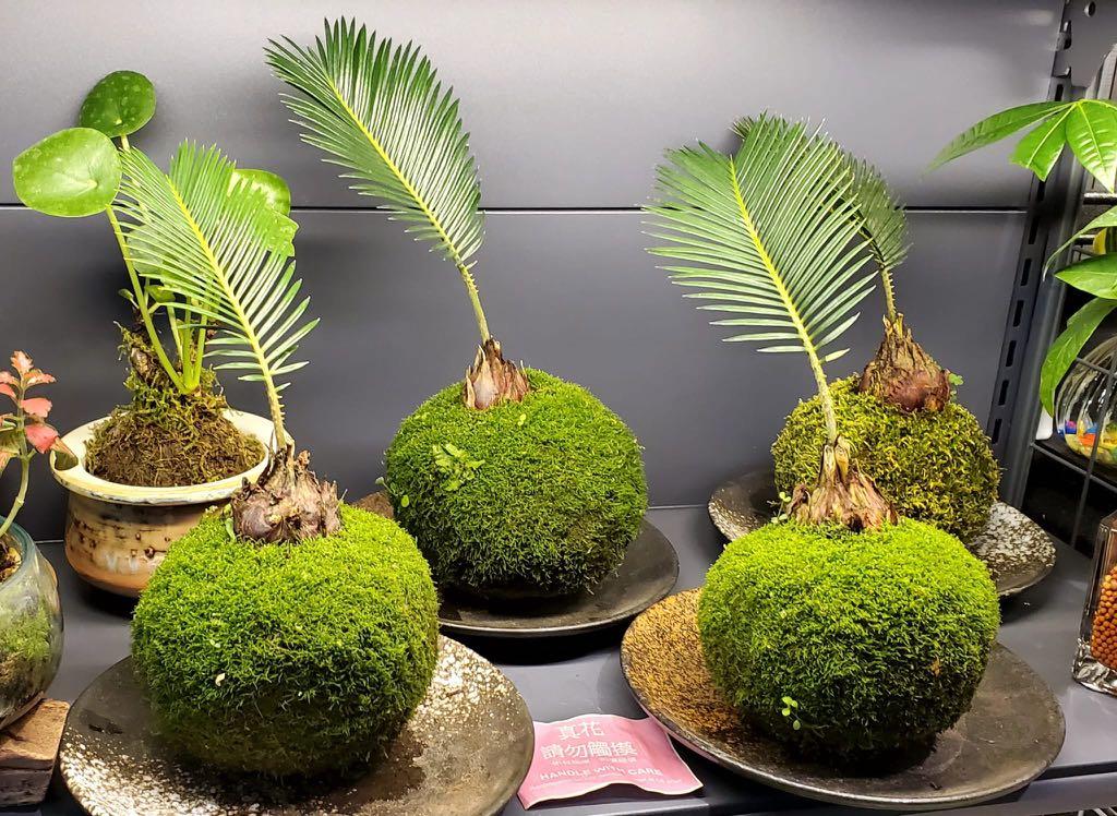 苔玉南天竺蘇鐵蘇鐵苔玉苔球kokedama 傢俬 家居 園藝 植物及種子 Carousell