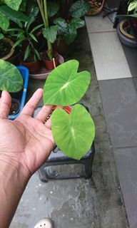(Category: ) located in . Submitted by arepgarden (Listing ID 1153912934, Image 1). Description: .