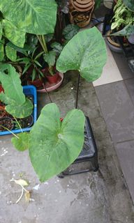 (Category: ) located in . Submitted by arepgarden (Listing ID 1153913433, Image 1). Description: .