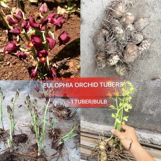 All PLANT / TUBER AVAILABLE IN SINGAPORE Collection item 3
