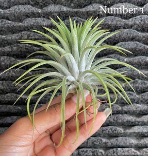 Large ionantha airplant air plant Airplants air plants tillandsia ionantha plant garden gardening indoor outdoor