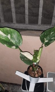 (Category: ) located in . Submitted by planttalkph (Listing ID 1153872876, Image 1). Description: .