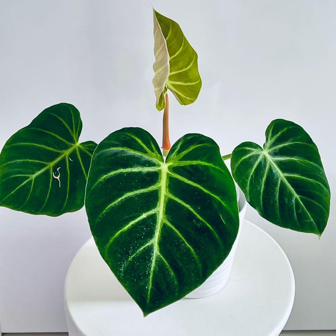 Philodendron Luxurian, Furniture & Home Living, Gardening, Plants