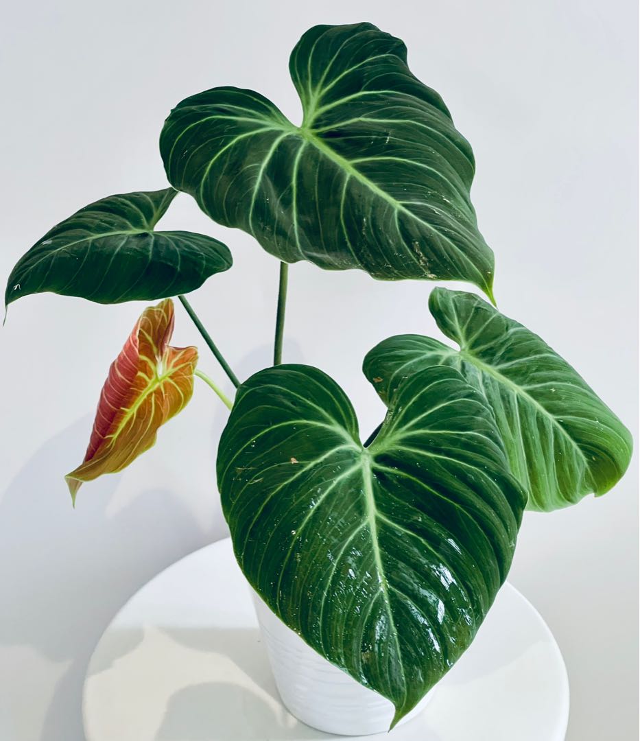 Philodendron Luxurian El Choco, Furniture & Home Living, Gardening