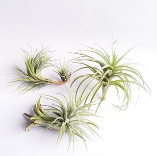 （分類：）位於 。 由 annac111 提交（商品編號 1108500659，圖片 1）。簡介： 。