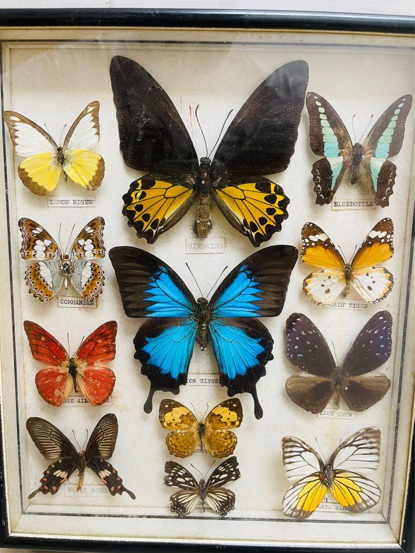 清屋平讓蝴蝶昆蟲標本箱Butterfly Insects Specimen Case Set, 興趣及