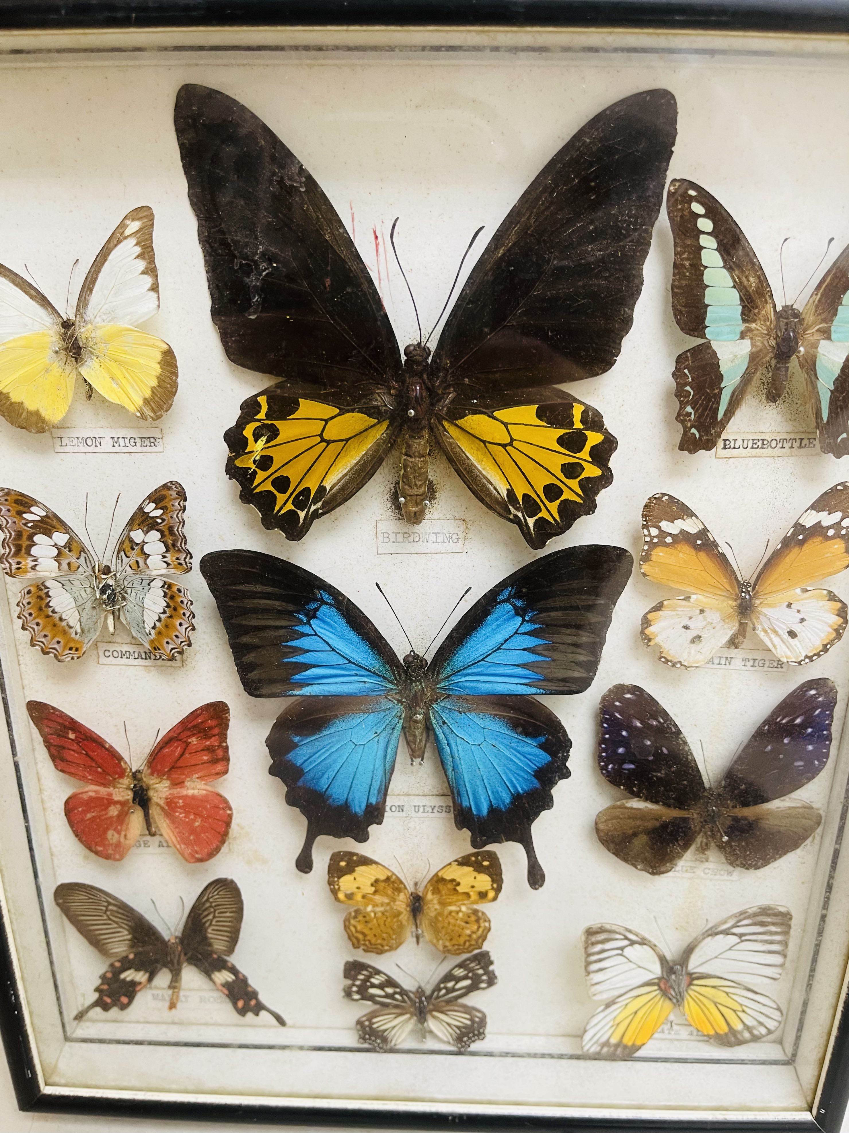 清屋平讓蝴蝶昆蟲標本箱Butterfly Insects Specimen Case Set, 興趣及