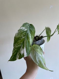 （分類：）位於 。 由 sara11166 提交（商品編號 1153967959，圖片 1）。簡介： 。