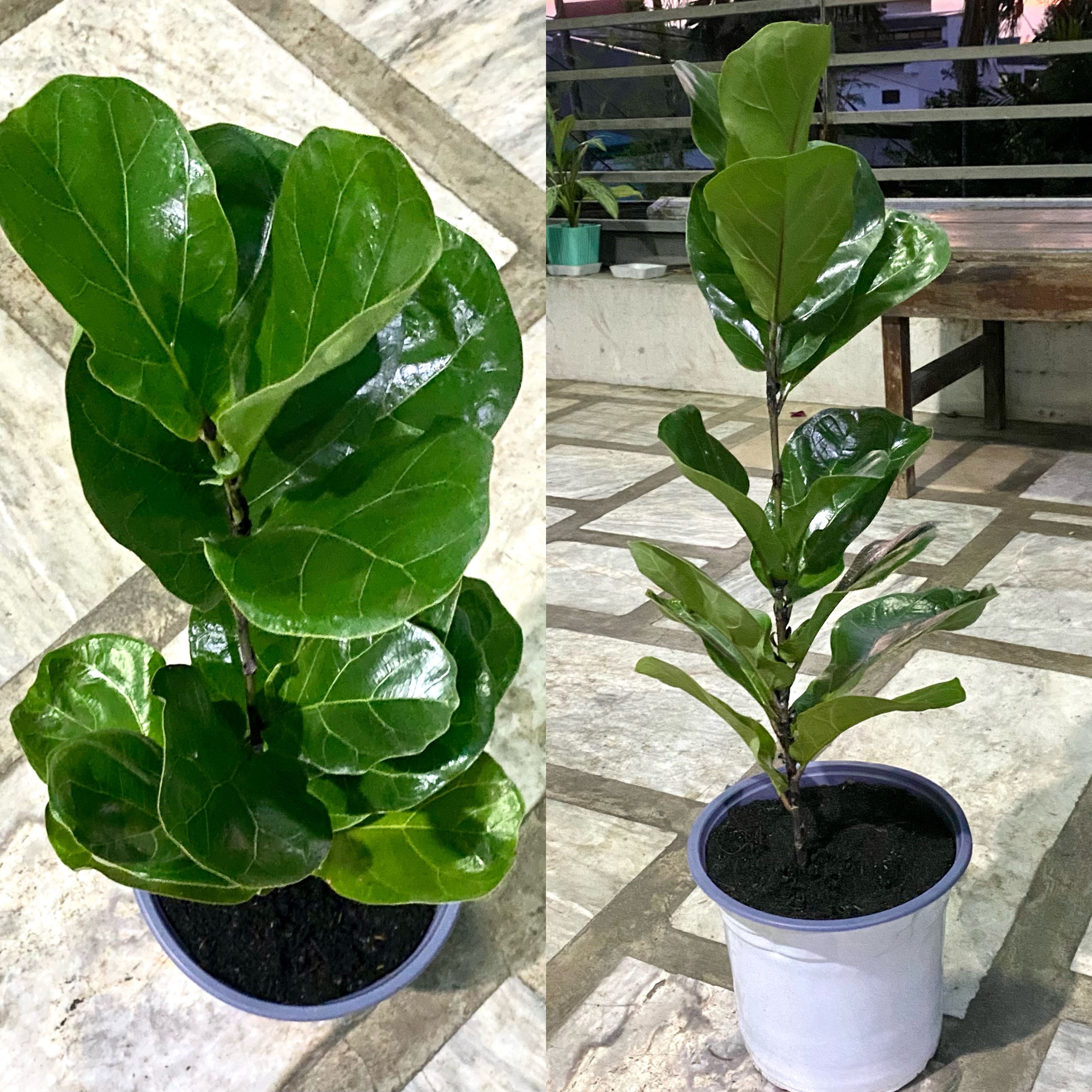 Fiddle Leaf Fig Compacta 1.5ft, Furniture & Home Living, Gardening 