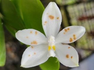 （分類：）位於 。 由 kevho1 提交（商品編號 1154002290，圖片 1）。簡介： 。