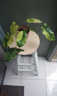 (Category: ) located in . Submitted by arepgarden (Listing ID 1153949362, Image 1). Description: .