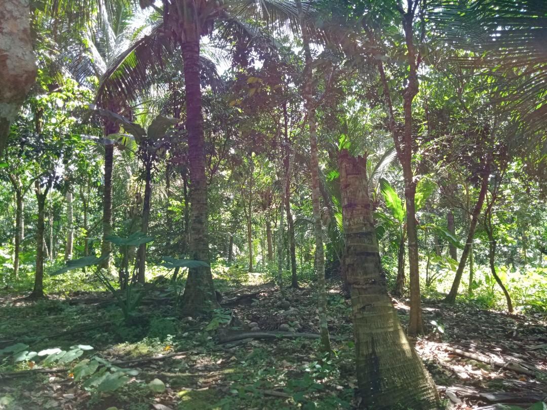 2884 SQM FARM LOT IN LILIW, LAGUNA, Property, For Sale, Lot on Carousell