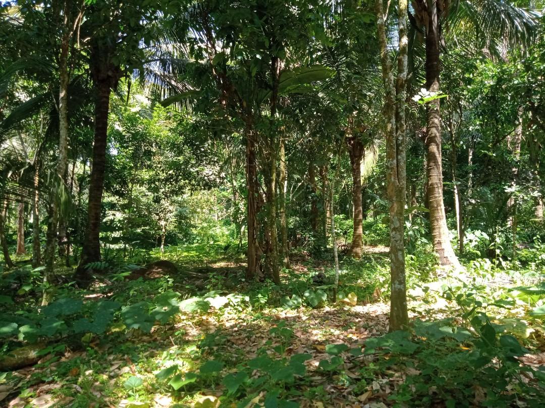 2884 SQM FARM LOT IN LILIW, LAGUNA, Property, For Sale, Lot on Carousell