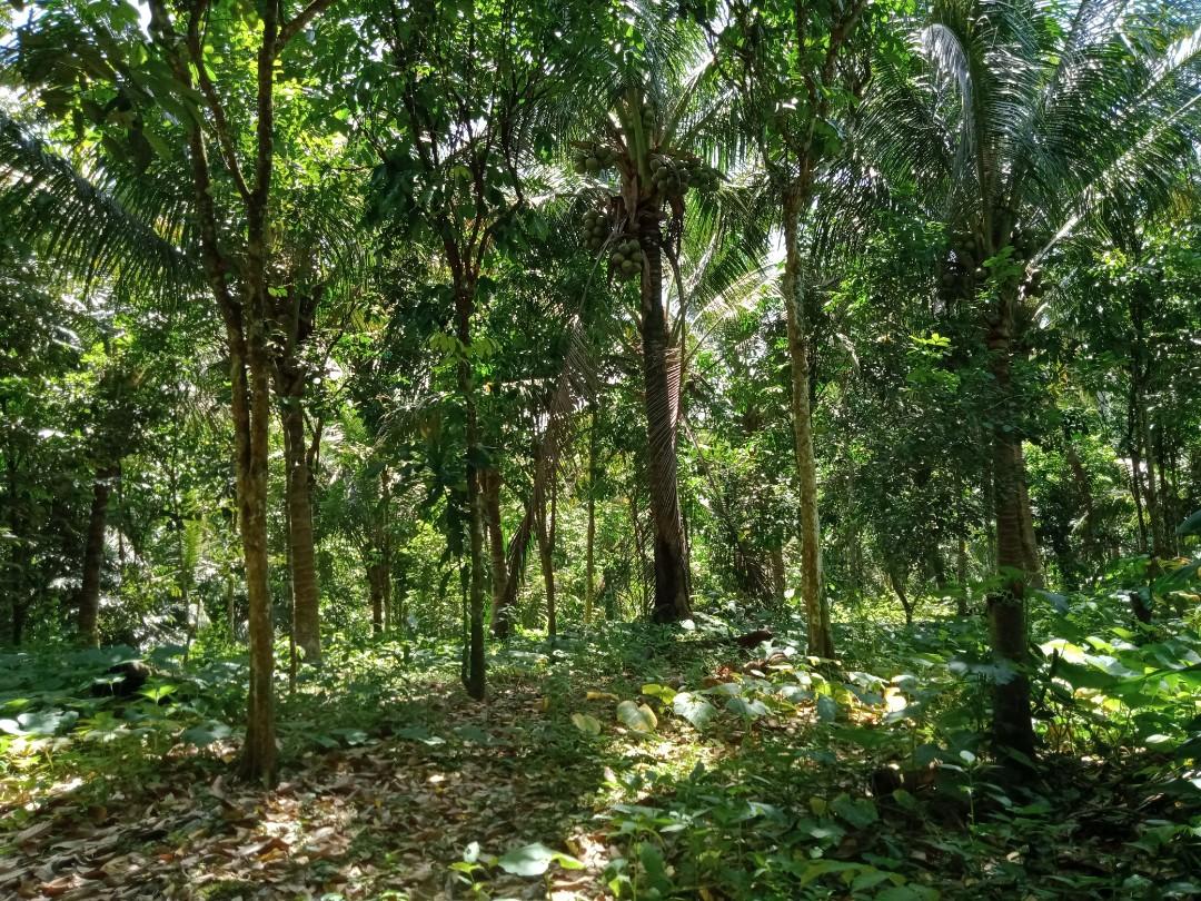 2884 SQM FARM LOT IN LILIW, LAGUNA, Property, For Sale, Lot on Carousell